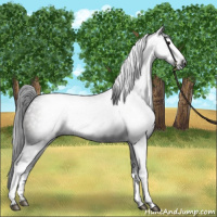 Horse Color:Gray White Spotted Bay