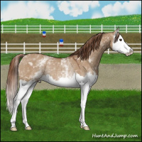 Horse Color:White Spotted Red Dun Splash Rabicano
