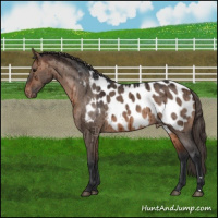 Horse Color:Brown Dun Appaloosa Brindle