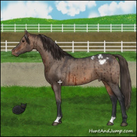 Horse Color:Brown Dun Appaloosa Brindle 