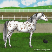 Horse Color:Brown Dun Appaloosa 