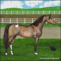 Horse Color:Bay Dun Appaloosa Brindle 