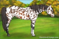 Horse Color:Bay Leopard 