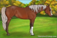 Horse Color:Silver Bay 