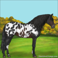 Horse Color:Brown Appaloosa 