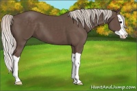 Horse Color:Silver Black Splash