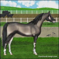 Horse Color:Blue Onyx 