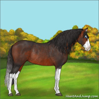 Horse Color:Bay Splash Rabicano