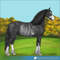Horse Color:Black Rabicano 