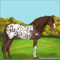 Horse Color:Liver Chestnut Appaloosa Rabicano 