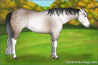 Horse Color:Gray Bay Dun Splash 