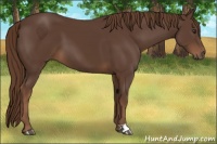 Horse Color:Liver Chestnut 