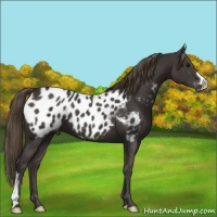 Horse Color:Smoky Black Appaloosa 