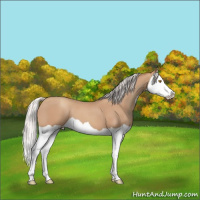 Horse Color:Silver Classic Champagne Splash
