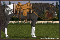 Horse Color:Liver Chestnut Appaloosa 