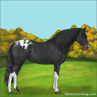 Horse Color:Black Appaloosa 