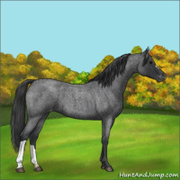 Horse Color:Blue Roan Appaloosa 