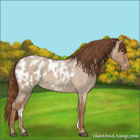 Horse Color:Red Dun Roan Appaloosa 