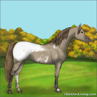 Horse Color:Smoky Grullo Appaloosa 