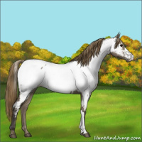 Horse Color:Smoky Grullo Appaloosa 