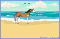 Horse Color:Bay Splash 