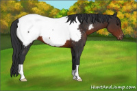 Horse Color:Brown Appaloosa 