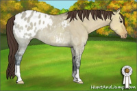 Horse Color:Bay Ice Dun Appaloosa