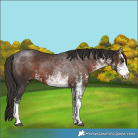 Horse Color:White Spotted Liver Chestnut 