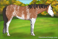 Horse Color:White Spotted Bay Splash