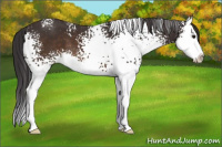 Horse Color:White Spotted Buckskin Splash 
