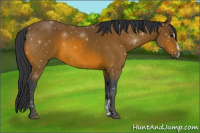 Horse Color:Bay Sabino 