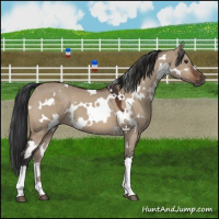 Horse Color:White Spotted Brown Dun 