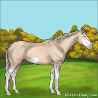 Horse Color:Silver Classic Champagne Dun Splash Frame 