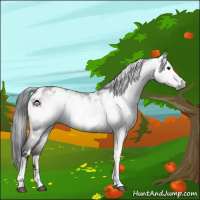 Horse Color:Gray White Spotted Brown Dun Tobiano Appaloosa 