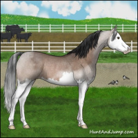 Horse Color:Brown Roan Dun Splash Rabicano Brindle 