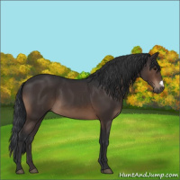Horse Color:Brown 