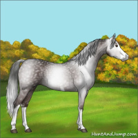 Horse Color:Gray White Spotted Liver Chestnut Splash 
