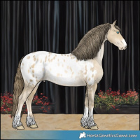 Horse Color:Buckskin Pearl Appaloosa Rabicano