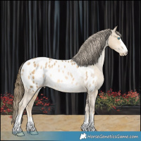 Horse Color:Buckskin Pearl Appaloosa Rabicano