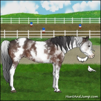 Horse Color:White Spotted Bay Varnish Rabicano 