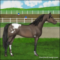 Horse Color:Brown Dun Appaloosa 