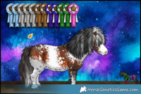 Horse Color:White Spotted Bay 