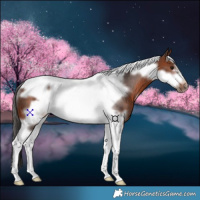 Horse Color:White Spotted Brown Tobiano Frame Rabicano 
