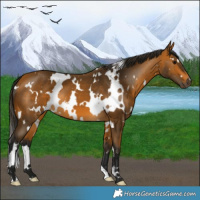 Horse Color:Gray White Spotted Buckskin 