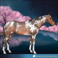 Horse Color:White Spotted Bay Varnish Rabicano 