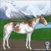 Horse Color:White Spotted Chestnut 
