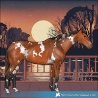 Horse Color:White Spotted Bay 