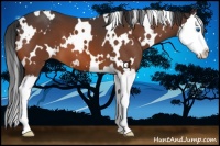 Horse Color:White Spotted Bay Splash 