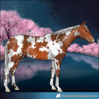 Horse Color:White Spotted Silver Bay 