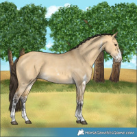 Horse Color:Buckskin Dun Sabino 